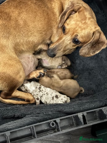 Dachshund dogs Daschund puppies for sale - Advert 1