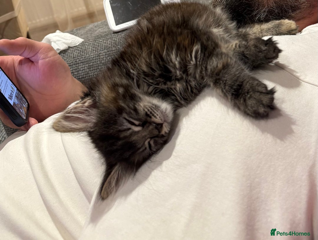 Mixed Breed cats for sale: 🐾 Beautiful 3-Month-Old Female Kitten – Luna 🐾 - Advert 5