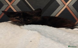 Mixed Breed cats for sale: 3 adorable 6 week old kittens. - Image 18