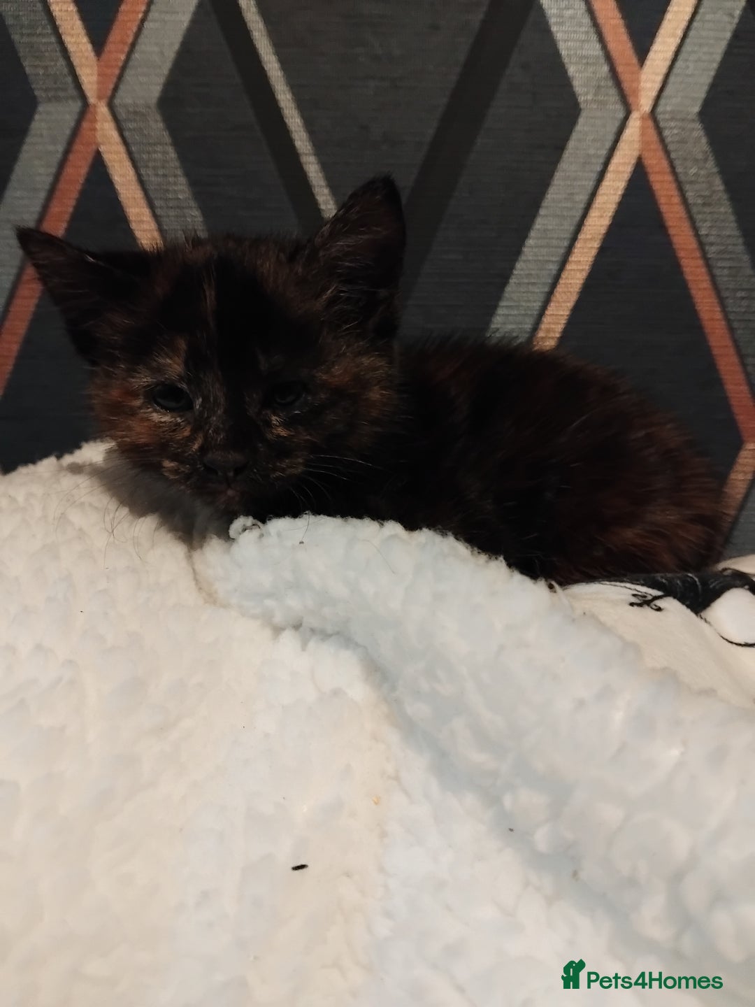 Mixed Breed cats for sale: 3 adorable 6 week old kittens. - Image 18