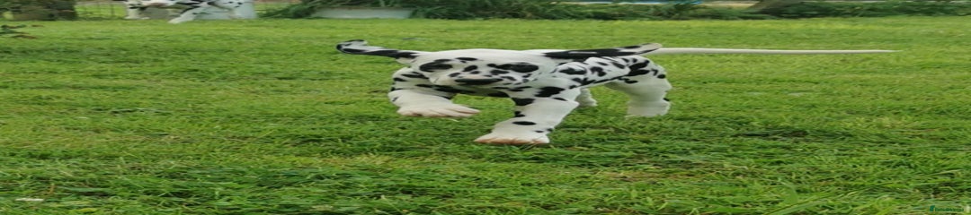 Dalmatian Puppy 5