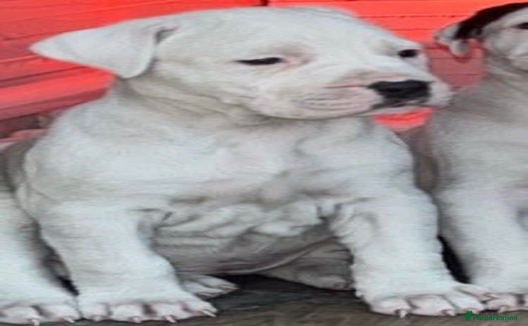 Mastiff dogs - Advert 1