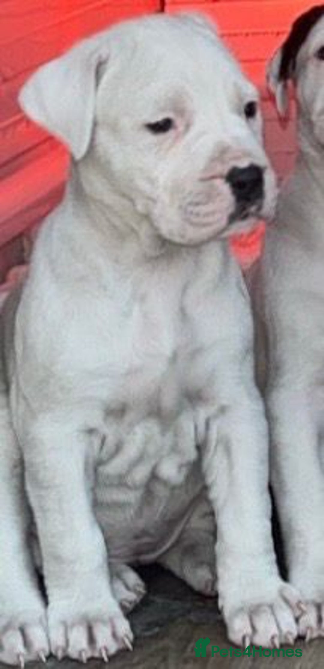 Mastiff dogs for sale: Mastiff bandog female for sale - Image 1