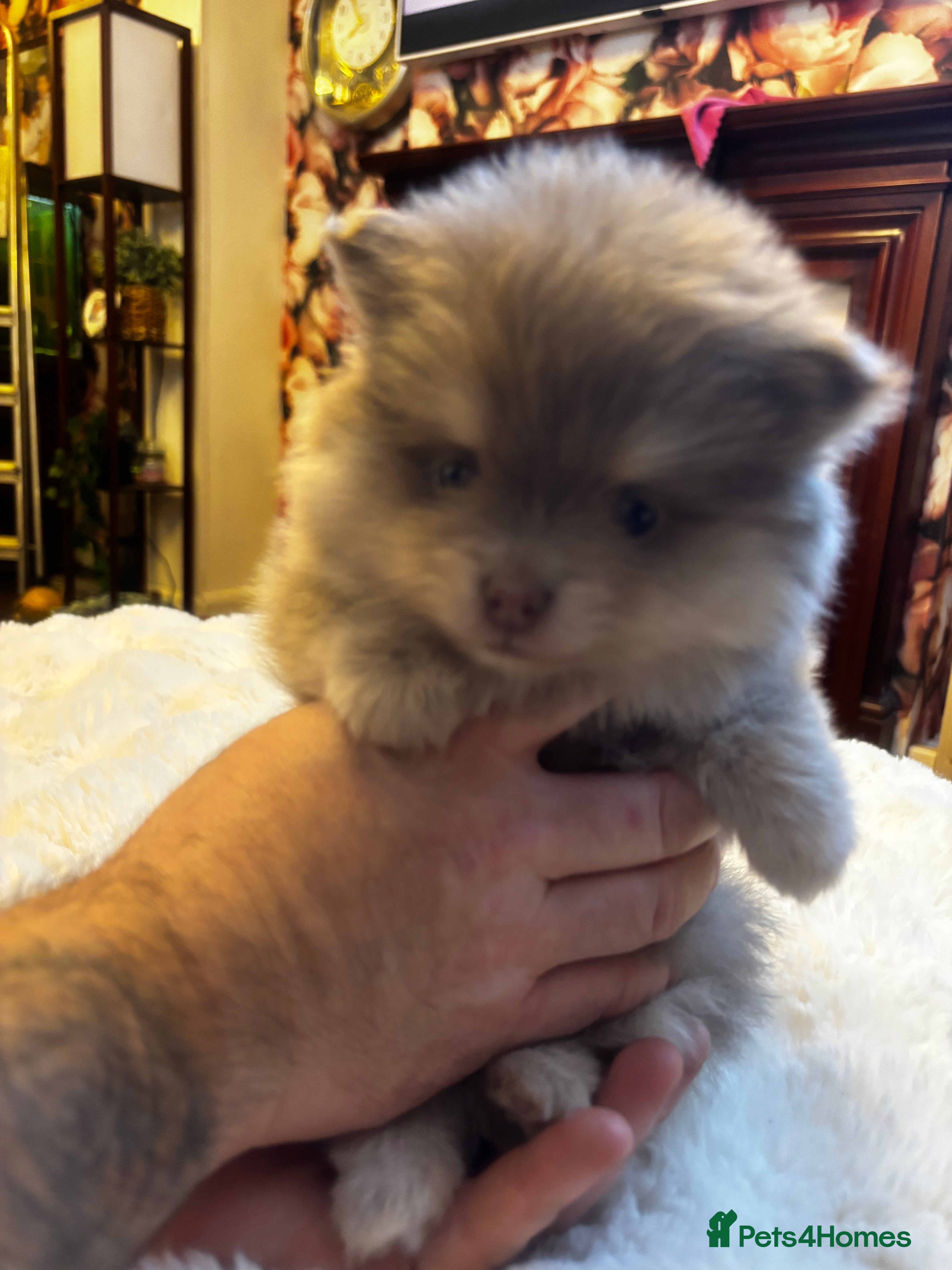 Pomeranian dogs Stunning Blue and Lilac KC Pomeranian  - Advert 6