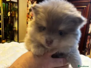 Pomeranian dogs Stunning Blue and Lilac KC Pomeranian - Advert 6