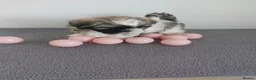 Shih Tzu dogs for sale: Beautiful Shih Tzu Puppies 💛💚❤️🩷 - Advert 26