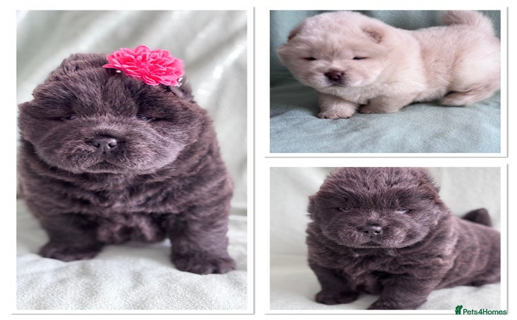 Chow Chow dogs Blue , Cream chow chow puppies carrying Tan - Advert 13