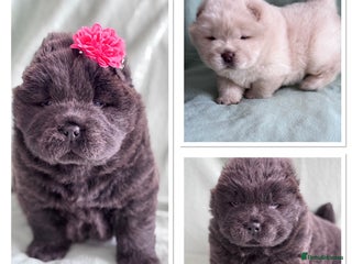 Chow Chow dogs for sale: Blue , Cream chow chow puppies carrying Tan - Advert 1