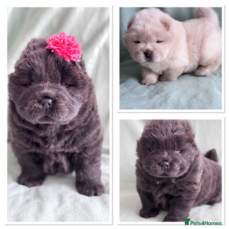 Chow Chow dogs Blue , Cream chow chow puppies carrying Tan - Advert 1