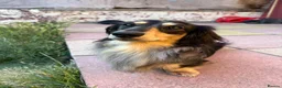 Miniature Dachshund dogs for stud: Odin: silver dapple tan miniature dachshund  in Hull - Advert 3