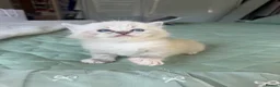 Ragdoll cats for sale: Beautiful Pure Ragdoll Kitten Joy 🩷🐱 | in London - Advert 4