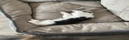 Mixed Breed cats for sale: 7 beautiful kittens  - Advert 6