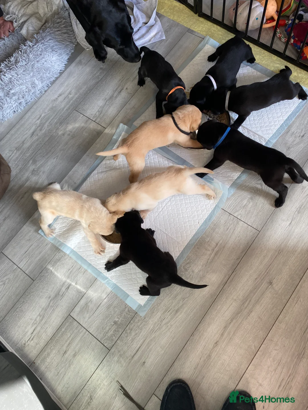 Labrador Retriever dogs for sale: KC reg Labrador retriever puppies for sale  - Advert 9