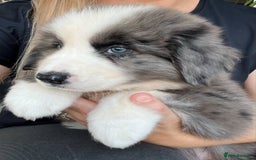 Bernese Mountain Dog dogs for sale: Stunning Chunky Bordernese Puppies - Image 5