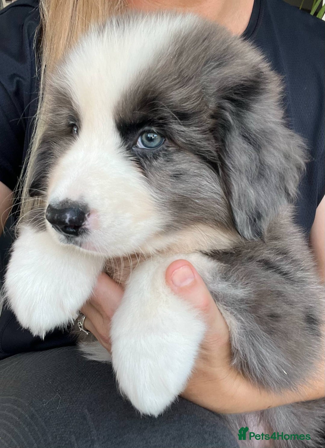 Bernese Mountain Dog dogs for sale: Stunning Chunky Bordernese Puppies - Image 5