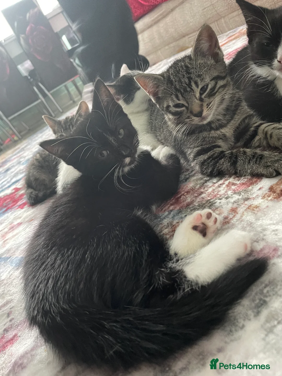 Mixed Breed cats for sale: 1 boy and 3 girls  - Advert 10