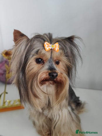Yorkshire Terrier dogs for stud in Hull - Advert 5