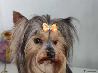 Yorkshire Terrier dogs Pedigree Yorkshire terrier for stud in Hull - Advert 21