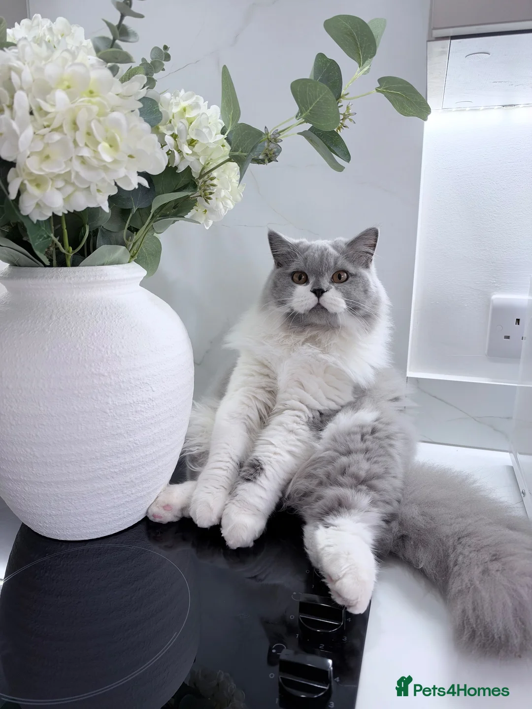 British Longhair cats for sale: Our Beautiful Hugo - Advert 1
