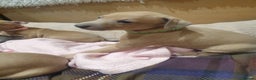 Italian Greyhound dogs for sale: Beautiful Italian Greyhounds - Advert 8