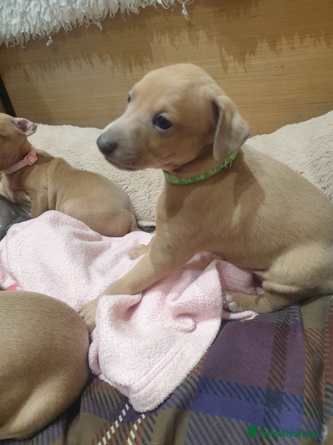 Italian Greyhound dogs for sale: Beautiful Italian Greyhounds - Advert 8