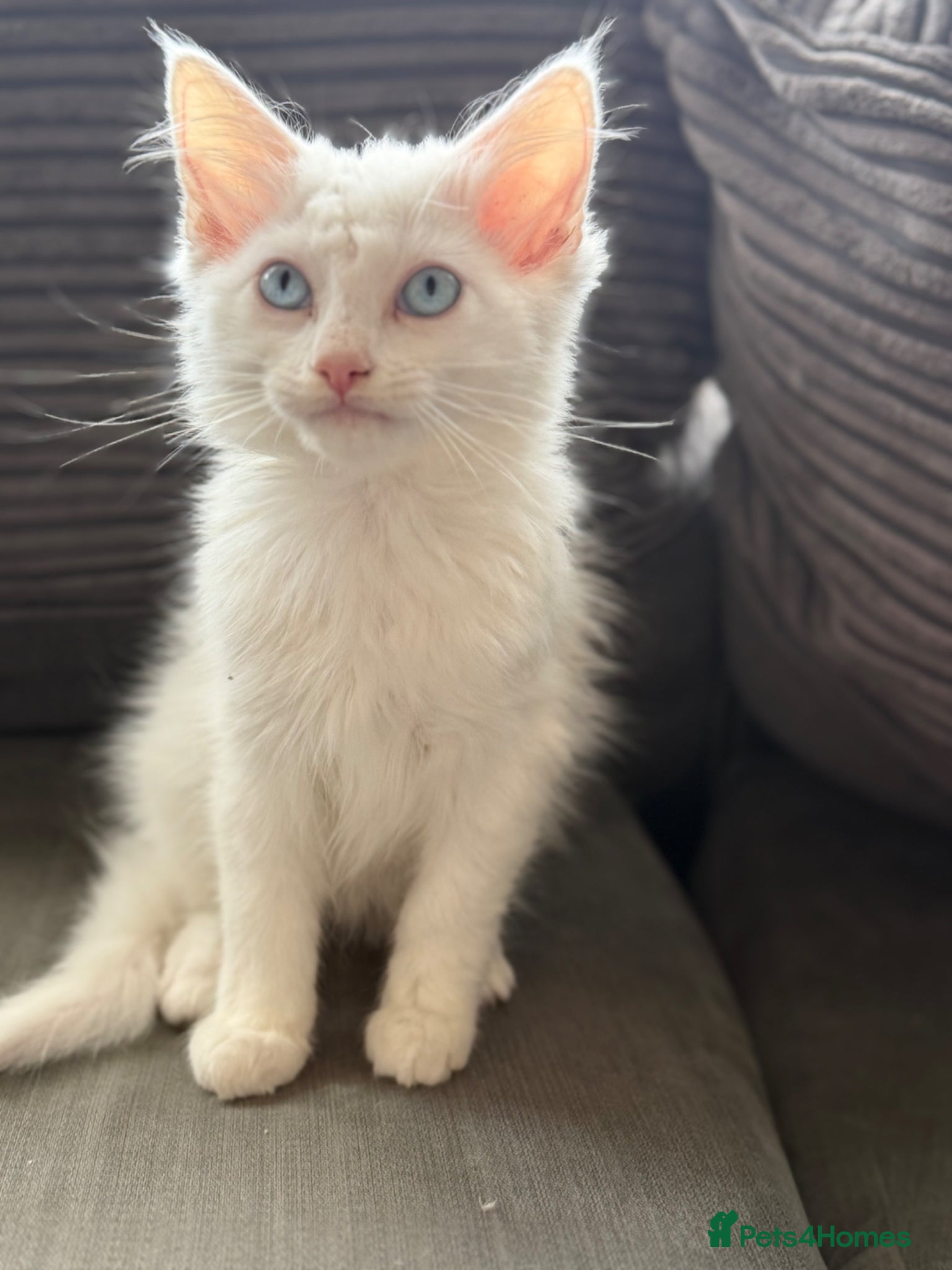 European Kitten 2