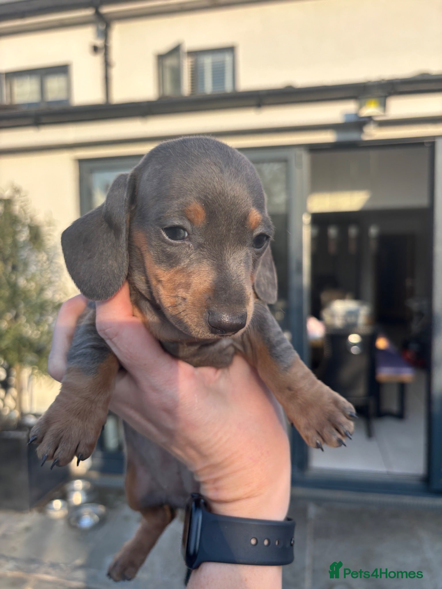 Miniature Dachshund dogs Mini dachshund- blue and silver dapple  - Advert 1
