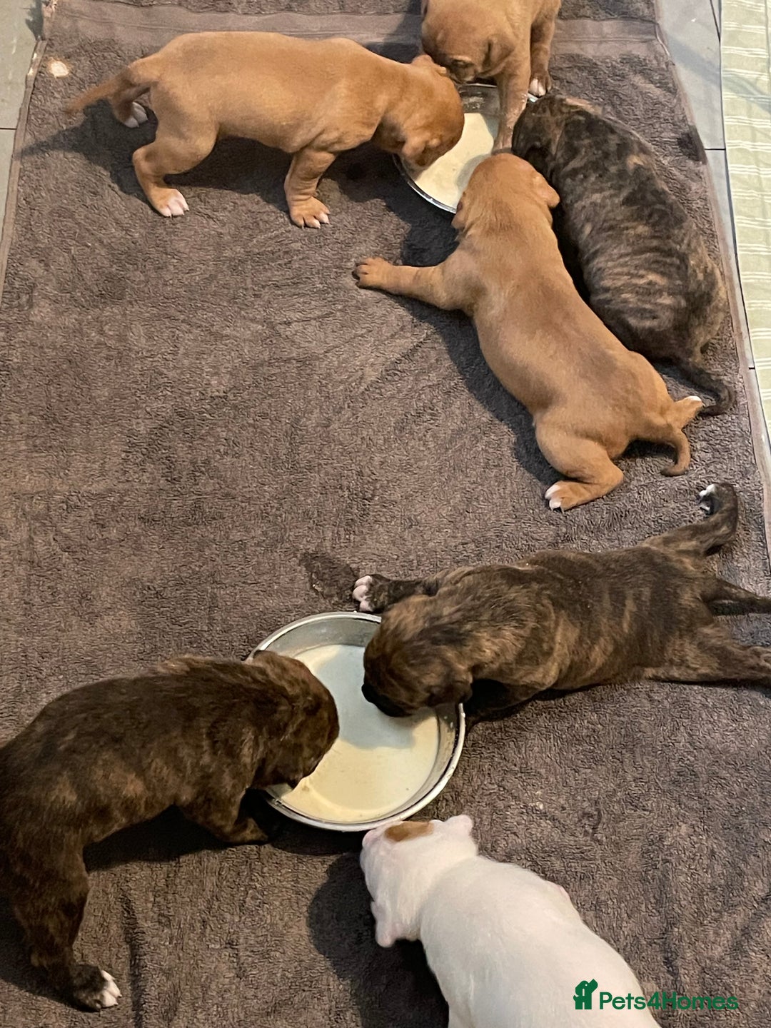 Mixed Breed dogs for sale: Bullmastiff x mixed breed  - Image 10