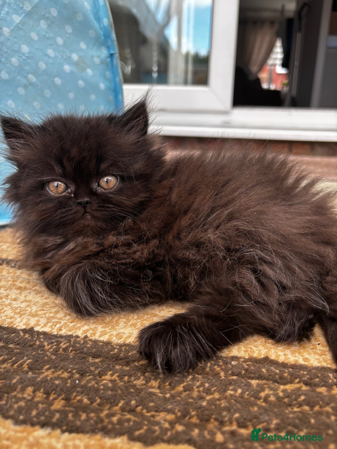 Persian cats for sale: Persian Kittens - Image 3