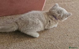 British Shorthair cats for sale: Beautiful BSH (2 Males & 2 Females, Blue & Lilac) - Image 25