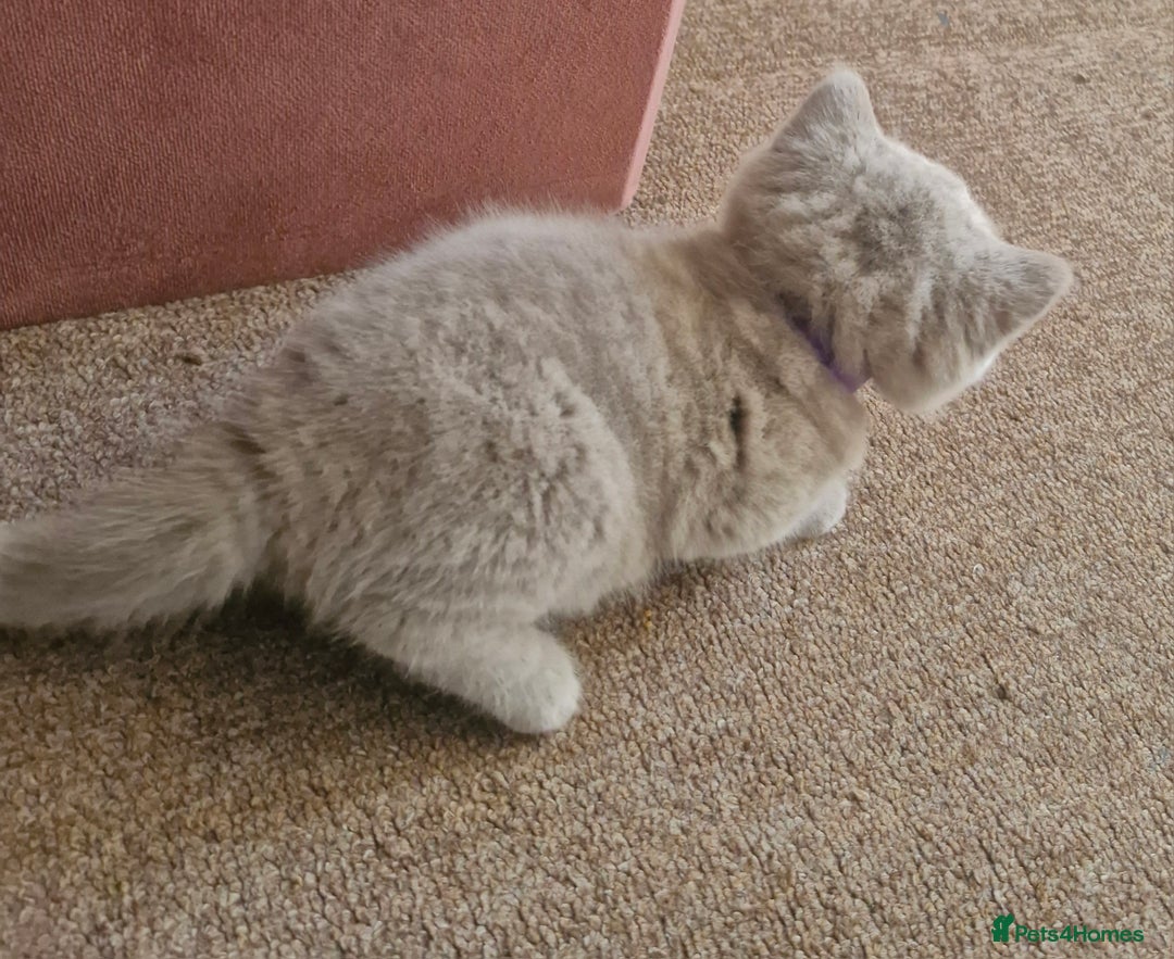 British Shorthair cats for sale: Beautiful BSH (2 Males & 2 Females, Blue & Lilac) - Image 25