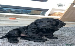 Cockapoo dogs for sale: Last puppy. Cockapoo Ready now.  - Image 7