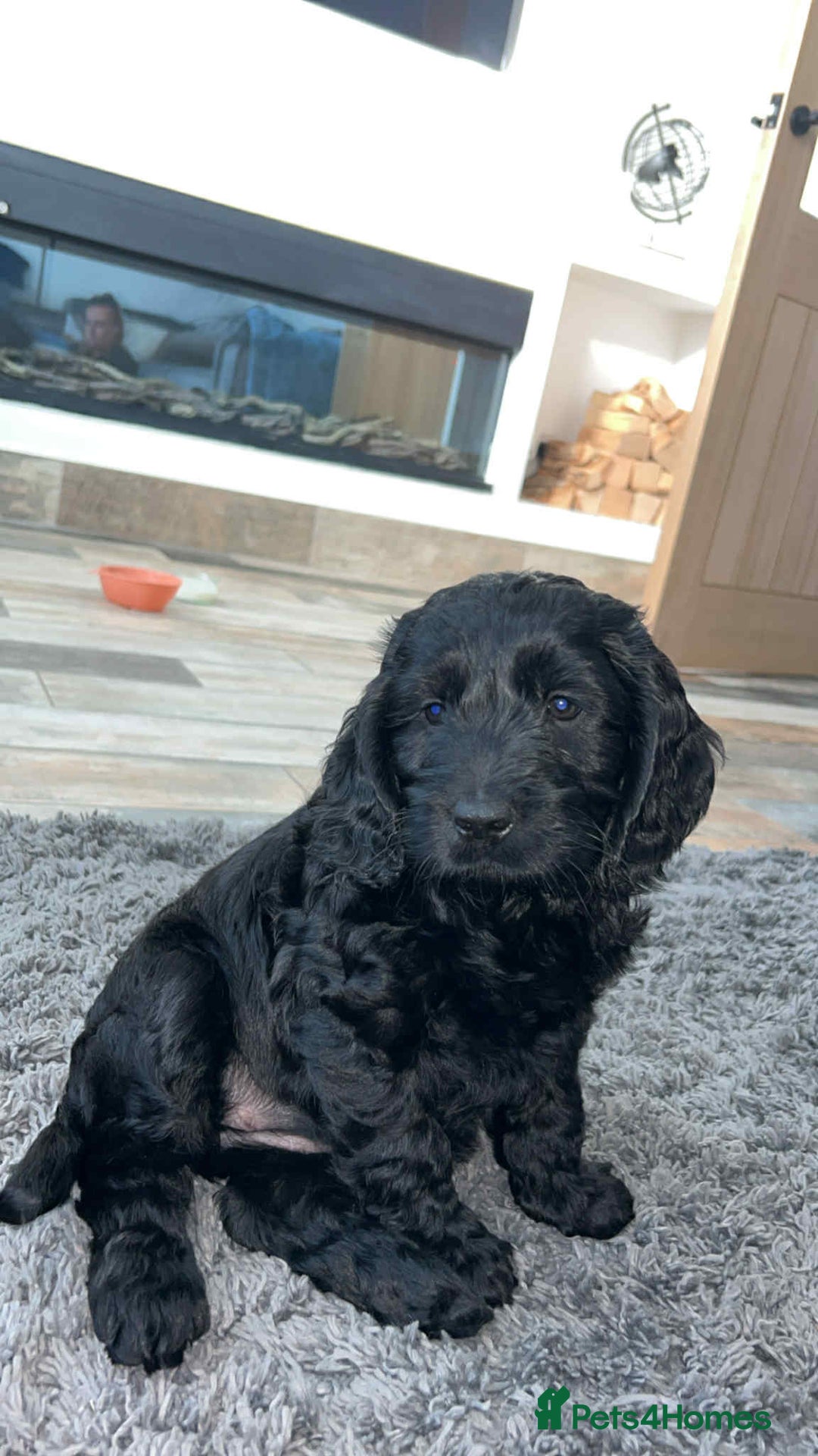 Cockapoo dogs for sale: Last puppy. Cockapoo Ready now.  - Image 7
