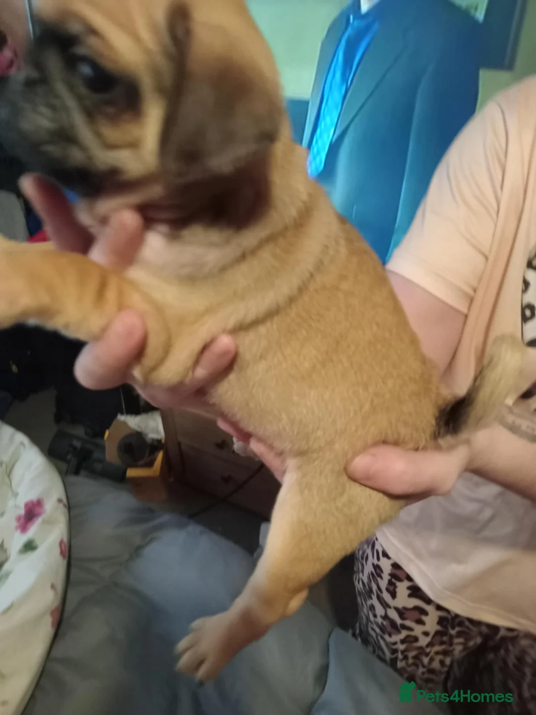 Pug dogs for sale: I have a lovely litter off pug pups for sale  - Advert 5