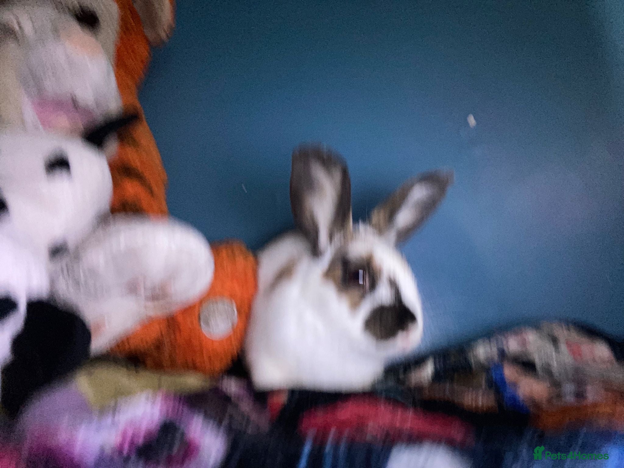 Mixed Breed rabbits for sale: Baby bunny for rehome in Sale - Advert 5