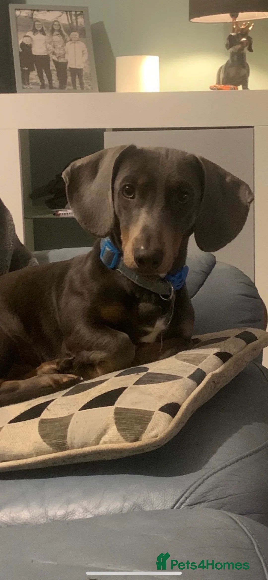 Dachshund dogs for stud: Blue Dachhund Proven Stud & Isabella cream stud, in Swansea - Advert 5