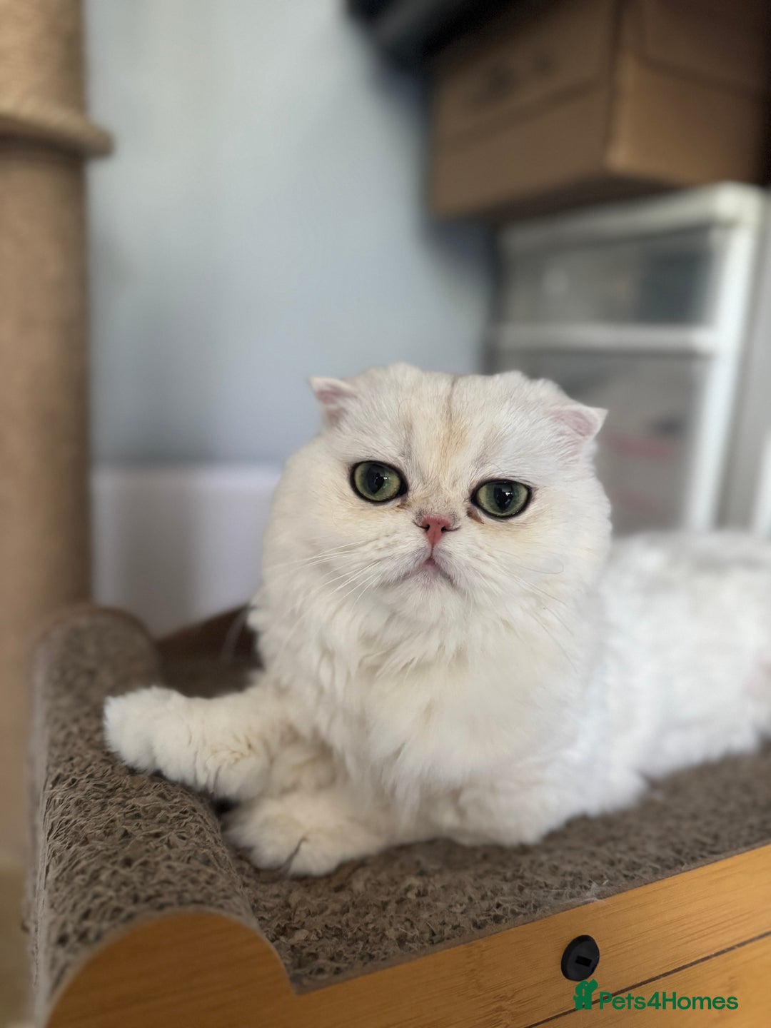 Scottish Fold cats for sale: Scottish Fold Kittens Ready for Permanent Homes ✨ - Image 33