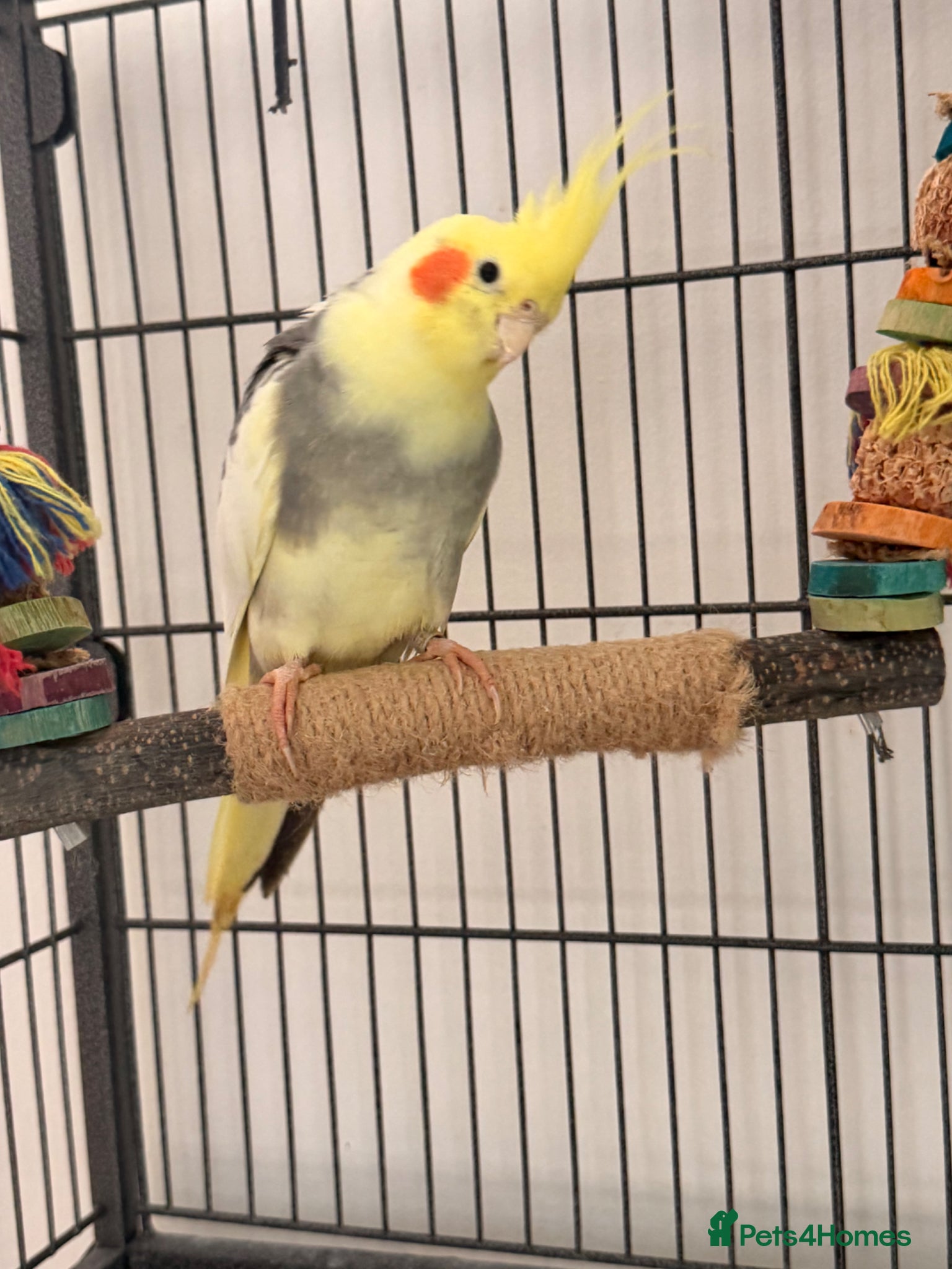 Cockatiels birds Male cockatiel  - Advert 6