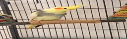 Cockatiels birds for sale: Male cockatiel  in Northampton - Advert 1