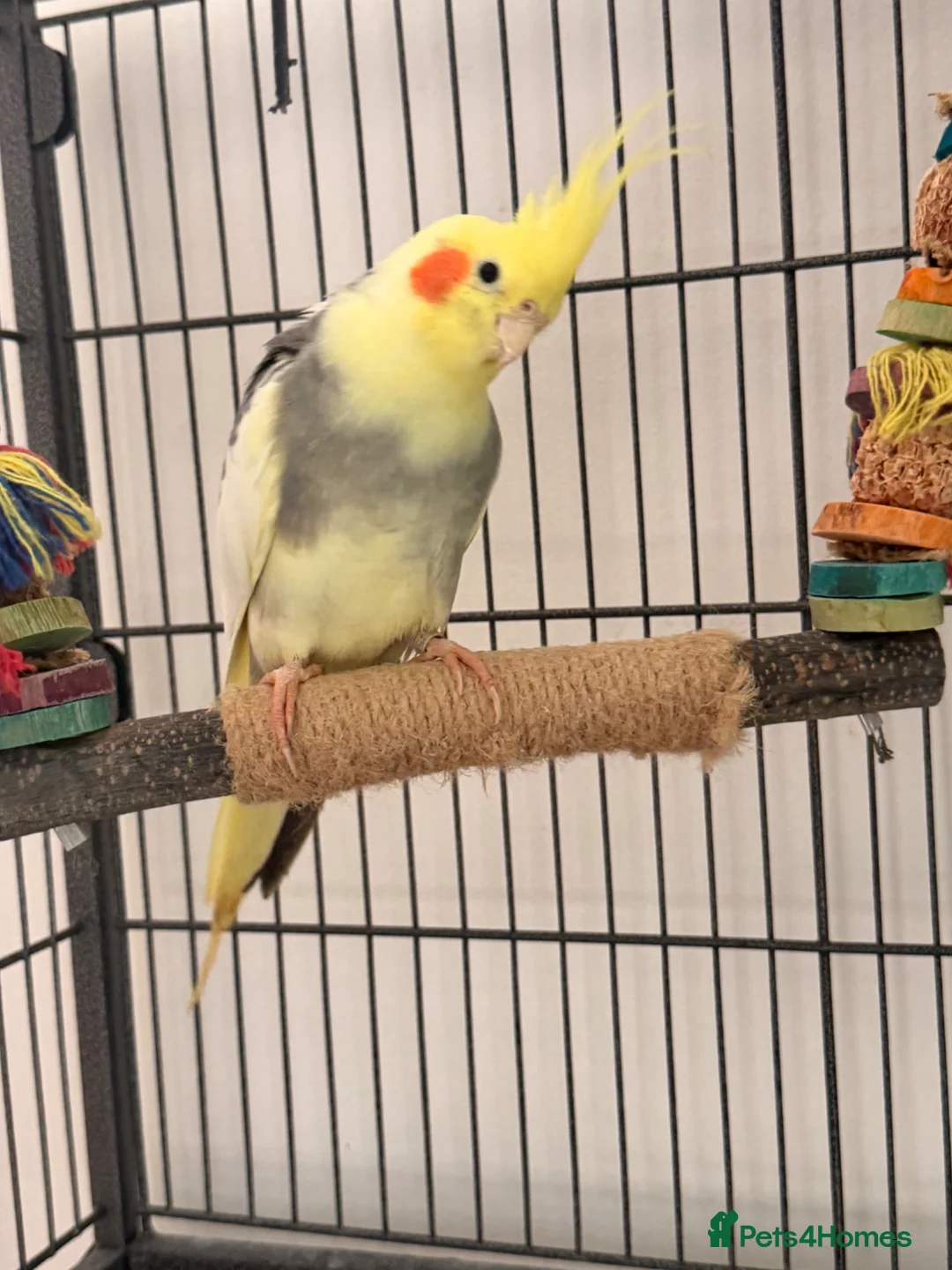 Cockatiels birds for sale: Male cockatiel  in Northampton - Advert 1