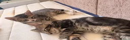 Domestic Shorthair cats for sale: Beautiful little kittens - Advert 9