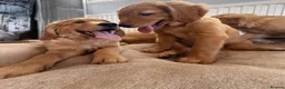 Golden Retriever dogs for sale: Ready for their new homes - Advert 1