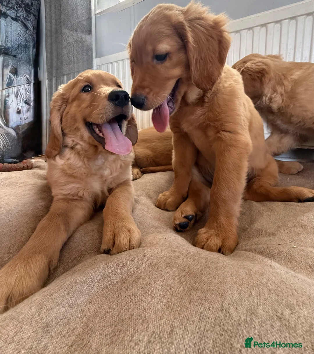 Golden Retriever dogs for sale: Ready for their new homes - Advert 1