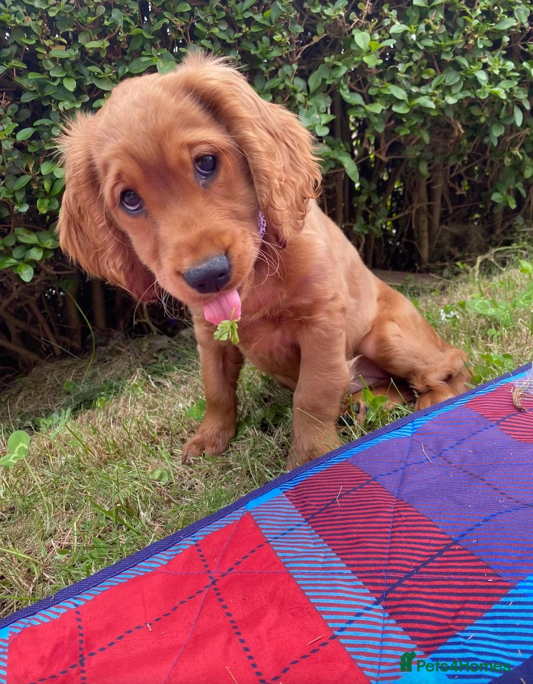 Cocker Spaniel dogs for sale: Lady  in Bradford - Advert 2