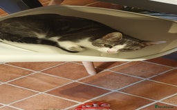 British Shorthair cats for sale: Bluebell is looking for a forever home - Image 6