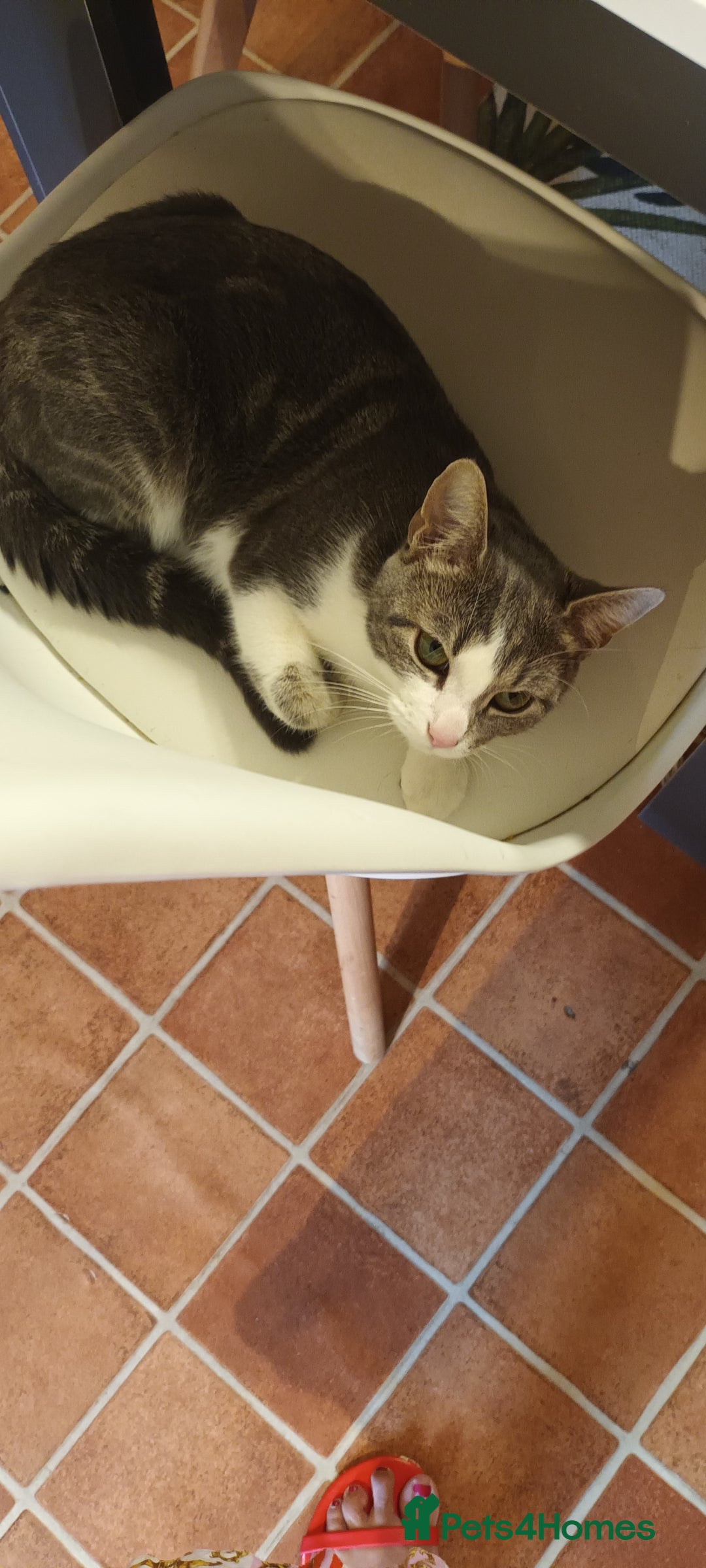 British Shorthair cats for sale: Bluebell is looking for a forever home - Image 6