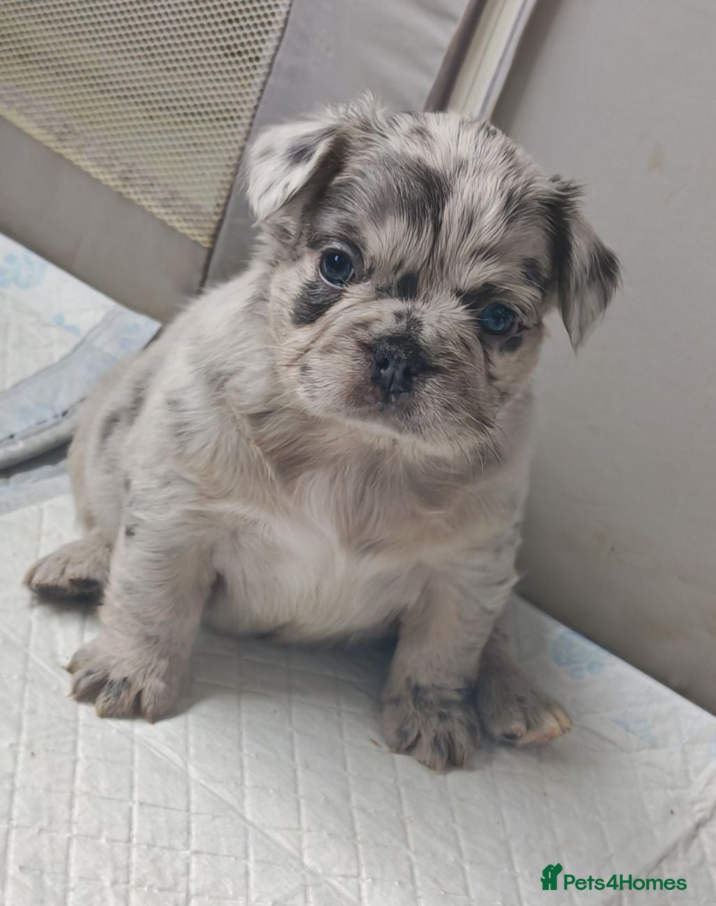 French Bulldog dogs Fluffy French Bulldogs - Advert 2