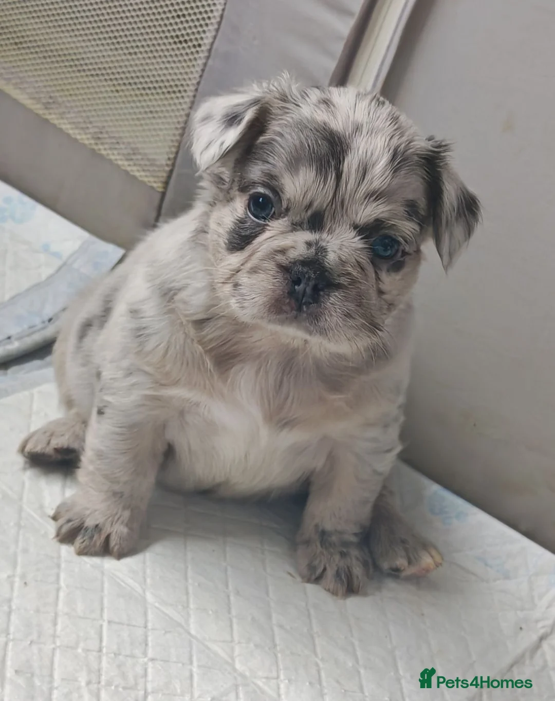 French Bulldog dogs for sale: Fluffy French Bulldogs - Advert 2