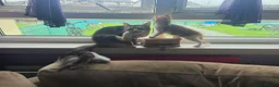 British Shorthair cats for sale: Beautiful Kittens, ready to go - Advert 6