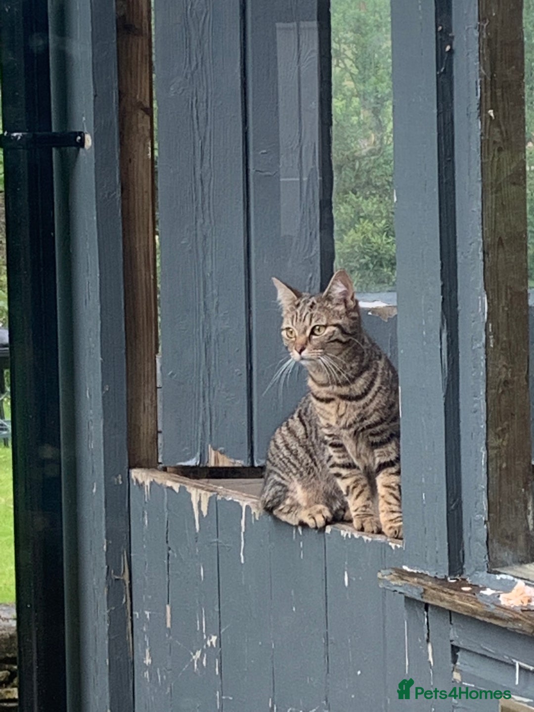 Savannah cats for sale: Stunning Savannah Cross kittens, ready now - Advert 18